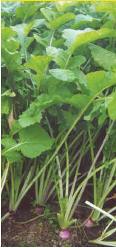 wl_barkantturnip.jpg